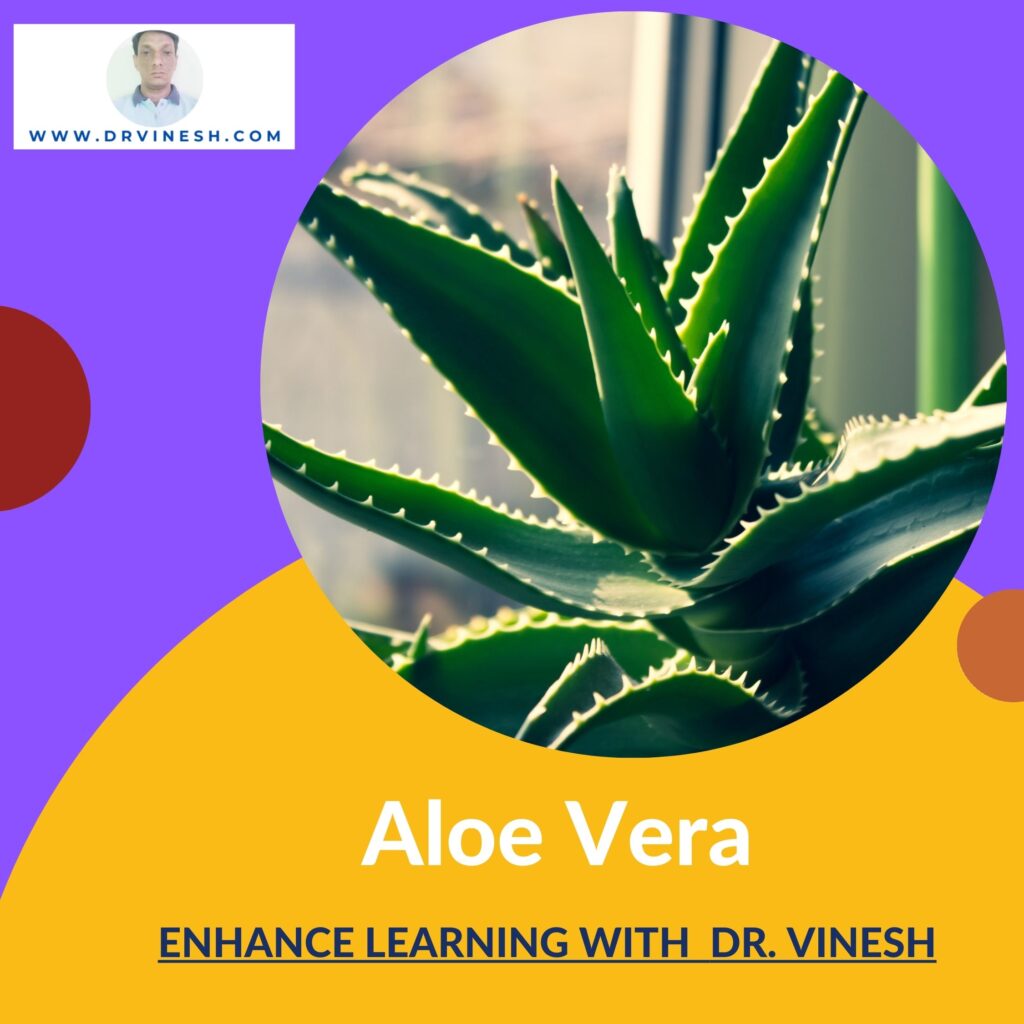 Aloe Vera plant